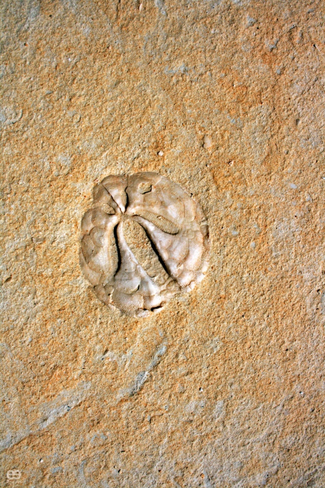 fosil